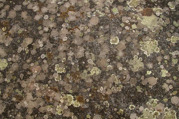Lichens Creciendo Una Superficie Piedra —  Fotos de Stock