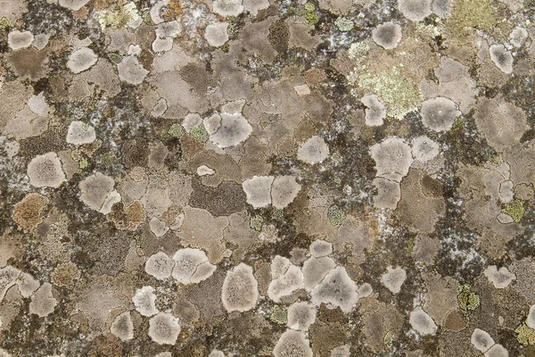 Lichens Rostoucí Kamenné Zdi — Stock fotografie