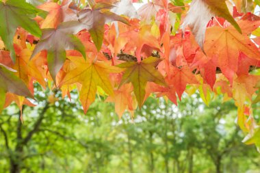 Star gum deciduous tree colorful autumnal foliage  clipart