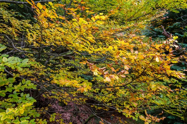 Detail Von Fagus Sylvatica Laub Mit Herbstlichen Farben — Stockfoto