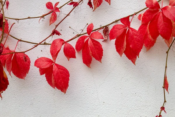 五叶常春藤爬虫植物红秋叶 — 图库照片