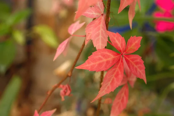 Detail Der Fünfblättrigen Efeu Schlingpflanze Buntes Herbstliches Laub — Stockfoto