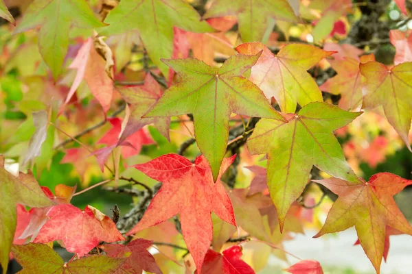 Detail Star Gum Deciduous Tree Colorful Autumnal Leaves — Stock Photo, Image