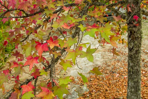 Star gum deciduous tree colorful autumnal leaves