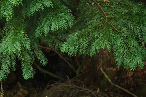 Detalhe Folhagem Árvore Thuja Evergreen — Fotografia de Stock