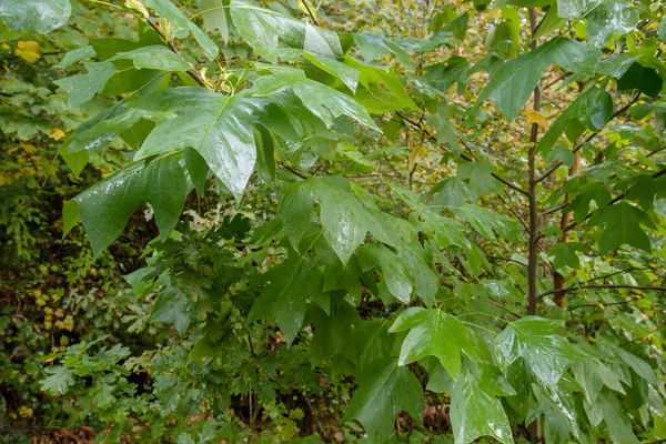 Liriodendro Tulipifera Tulipa Árvore Folhas Verdes — Fotografia de Stock