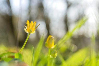 Daha az selandinli parlak sarı çiçekler, Ficaria verna