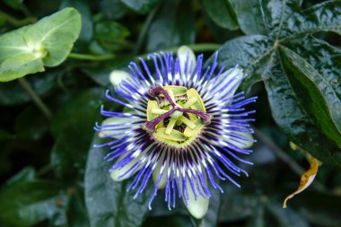 Passiflora or passion vine flower blooming  clipart