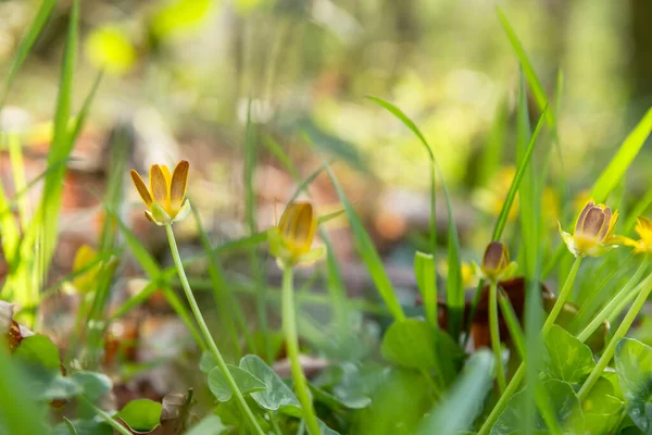 Bright Yellow Flowers Lesser Celandine Ficaria Verna — Stock Photo, Image