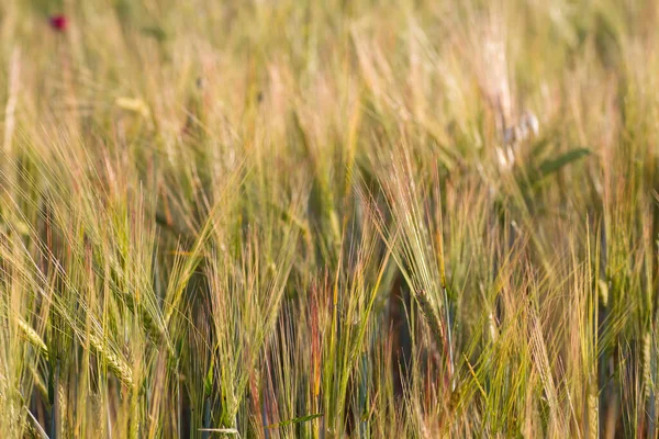 Detalhe Gramíneas Campo Cevada Abstrato Natureza Fundo — Fotografia de Stock