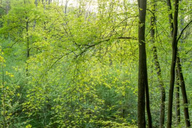 Yeşilin farklı tonlarına sahip yaprak döken karışık ormanlarda bahar zamanı manzarası 