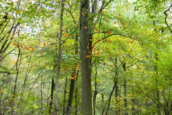 Floresta Decídua Verde Início Outono — Fotografia de Stock