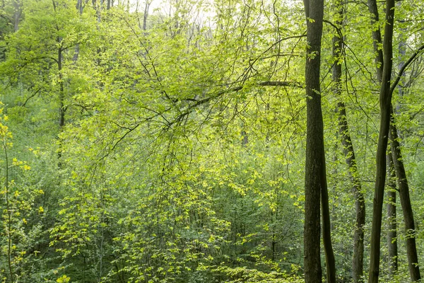 Springtime landscape in deciduous mixed woodland with different shades of green