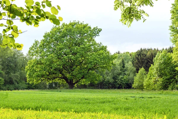 Зелений Весняний Пейзаж Сільській Місцевості — стокове фото