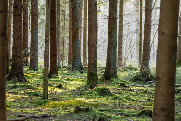 Fresh Green Moss Carpet Forest Royalty Free Stock Images