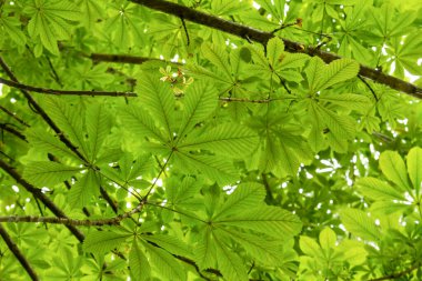 At kestanesi yaprak döken ağaç yeşili. 
