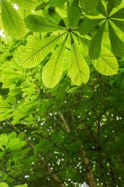 At kestanesi yaprak döken yeşil yapraklar 