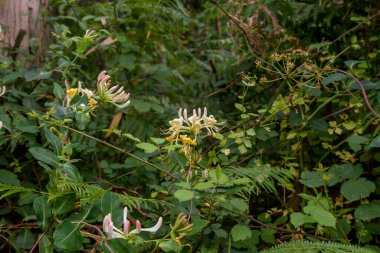 Lonicera periclymenum or common honeysuckle plants blooming flowers in spring  clipart