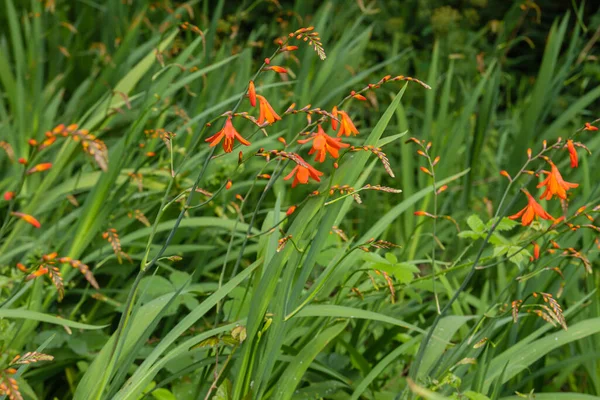 Montbretia Blooming Plant Red Flowers — Stock Photo, Image