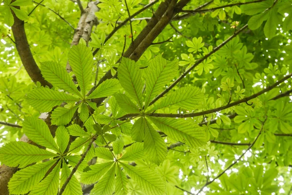 Horse Chestnut Deciduous Tree Green Foliage — Stock Photo, Image
