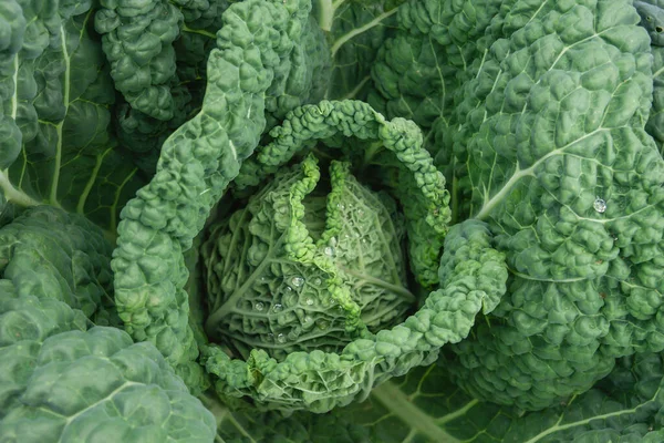 Planta Repolho Crescendo Horta — Fotografia de Stock