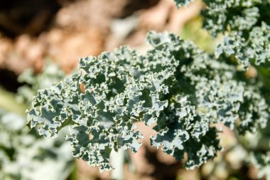 Lahana ya da yaprak kabağı bitkisi yakın.