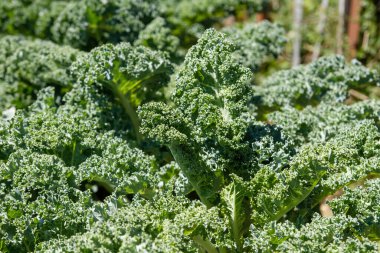 Lahana ya da yaprak yeşili bitkiler