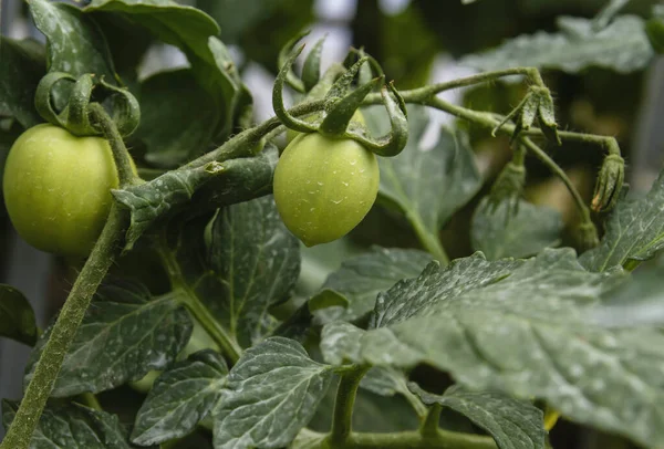 家の中で成長している緑の熟れていないトマト — ストック写真