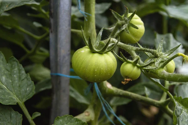 Tomates Inmaduros Creciendo Invernadero — Foto de Stock