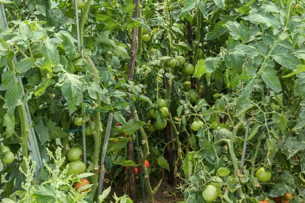 Plantas Tomate Con Frutos Que Crecen Invernadero — Foto de Stock