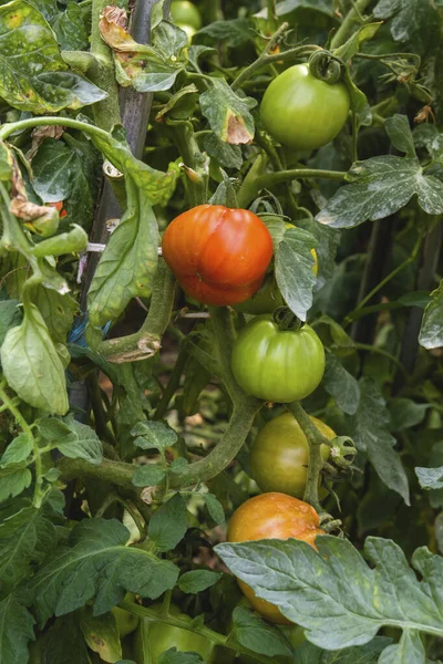 Mogna Tomater Ett Växthus — Stockfoto