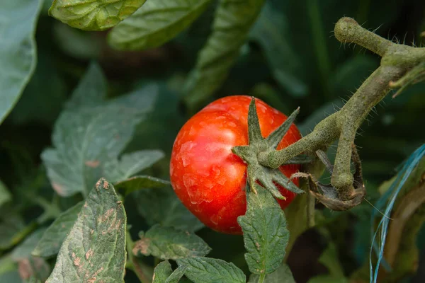 菜園で栽培されている赤い熟したトマト — ストック写真