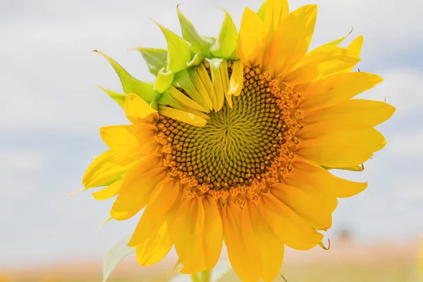 Жовтий Соняшник Зацвітає Влітку — стокове фото