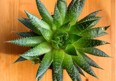 Aristaloe veya guinea-fowl aloe sulu bitki üst görünümü