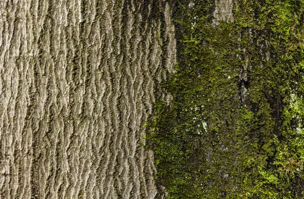 Detalle Del Tronco Del Árbol Cubierto Por Musgo Verde Del —  Fotos de Stock