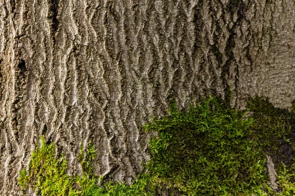 Detalle Del Tronco Árbol Viejo Con Musgo Verde —  Fotos de Stock