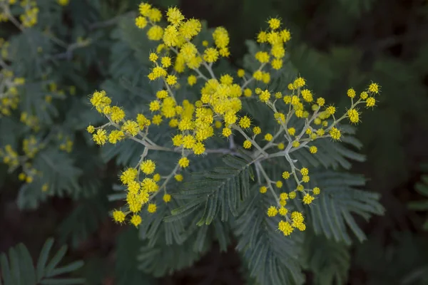 Hochet Argenté Fleurs Jaunes Fleurissant — Photo