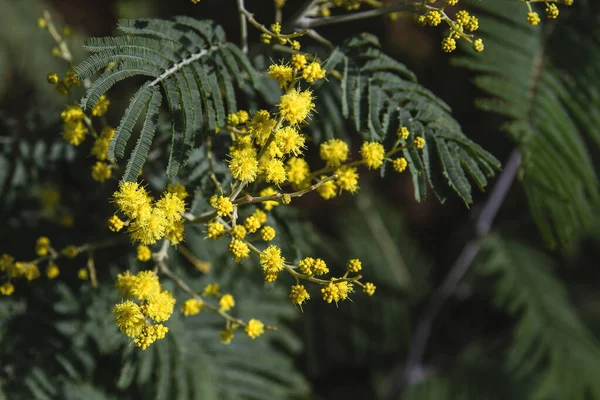 Hochet Argenté Fleurs Jaunes Fleurissant — Photo