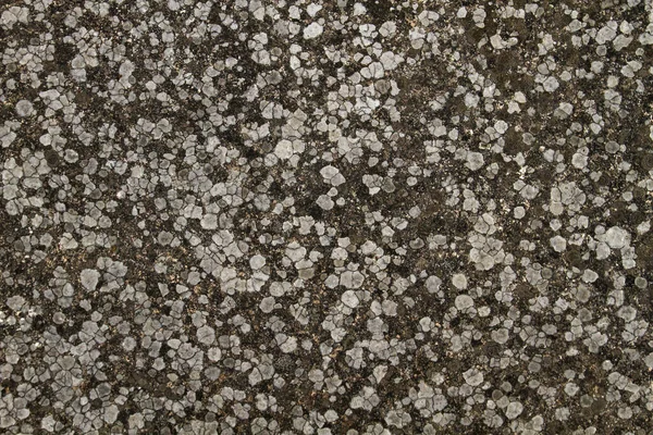 Parede Concreto Antigo Com Líquenes Fundo Abstrato Textura — Fotografia de Stock