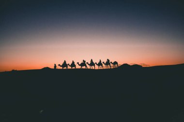 Güzel Develerin Silüeti Sahra Çölünde Seyahat Turunda Gün Batımında 