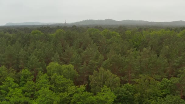 Låg antenn flyg över rika gröna träd träd skog med mulet Foggy himmel och berg i bakgrunden — Stockvideo