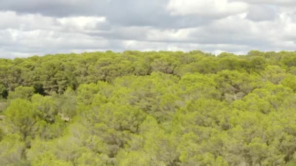 AERIAL: Over lichtgroen Jungle Forest op Tropisch eiland Mallorca, Spanje op Zonnige Dag Vakantie, Reizen, Zonnig, Golven — Stockvideo