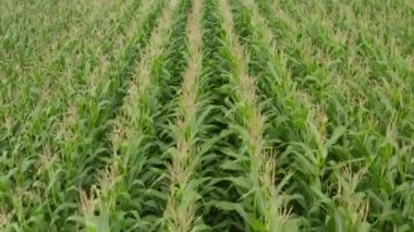 Mısır Tarlası Kuşların Gözü Yukarıdan Aşağı Havadan Görünümü, zengin Yeşil Tarım