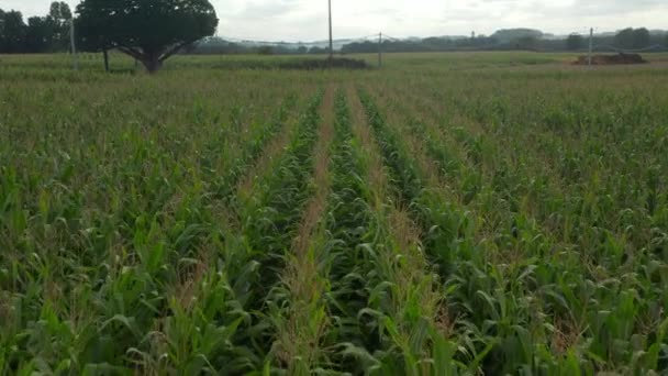 Cultivos de maíz Campo de cerca Vista Aérea, rica Agricultura Verde cerca de la calle — Vídeo de stock