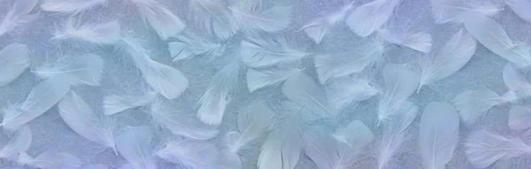 Angelic Blue Feather Background Banner Penas Brancas Espalhadas Aleatoriamente Contra — Fotografia de Stock