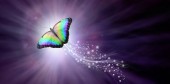 Többszínű pillangó figyelembe repülés, a fény - a nagy pillangó emelkedik egy nyom-ból ellen egy lila háttér sugárzó másol hely fénnyel ragyog                               