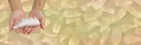 Получая ангельскую помощь - женщина раскрывает руки мягко держа одно белое перо на широком мягком золотом фоне случайных белых перьев, предоставляя пространство для копирования
