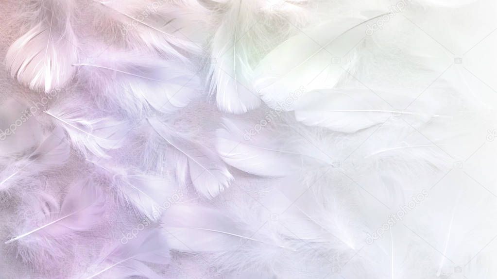 Angelic Pastel tinted White feather background - small fluffy white feathers randomly scattered forming a background fading into white on right side