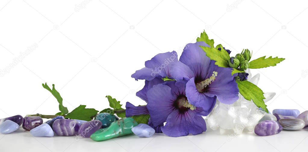 Hibiscus flowers and tumbled healing stones - a row of various healing crystals with a large apothlylite cluster and a triple blue Hibiscus flower head isolated on white background