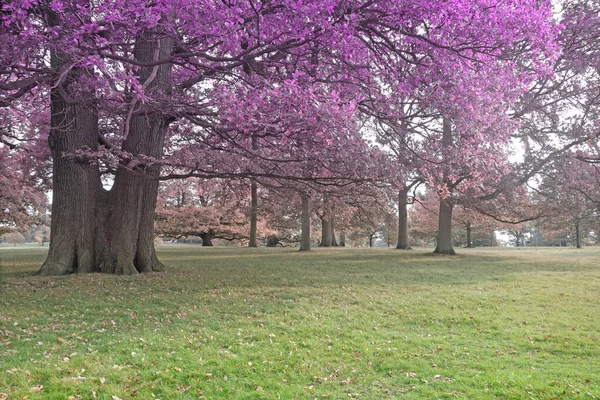 Parallel World Nature Colour Scheme Surprisingly Different Open Parkland Large — Stock Photo, Image